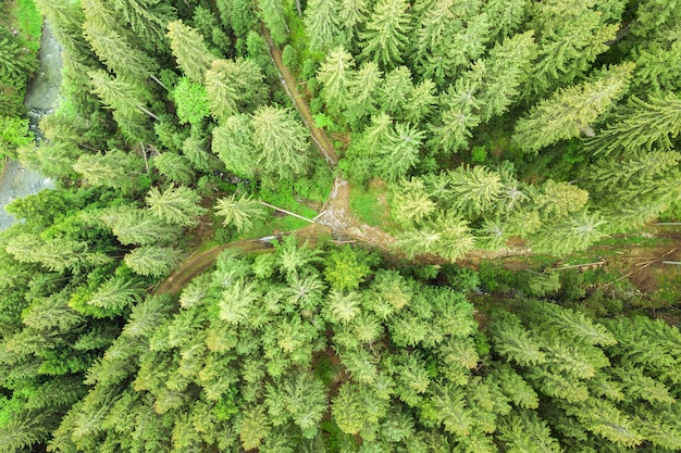 Vista aérea del bosque de pinos verde con copas de abetos en las montañas de verano.