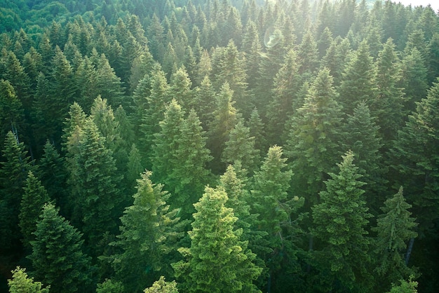 Vista aérea del bosque de pinos verdes con abetos oscuros Paisaje del bosque del norte desde arriba