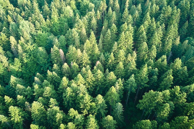 Vista aérea del bosque de pinos verdes con abetos oscuros Paisaje del bosque del norte desde arriba