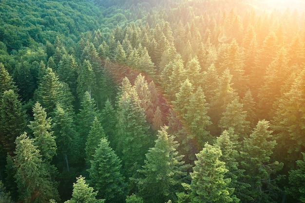 Vista aérea del bosque de pinos verdes con abetos oscuros Paisaje del bosque del norte desde arriba