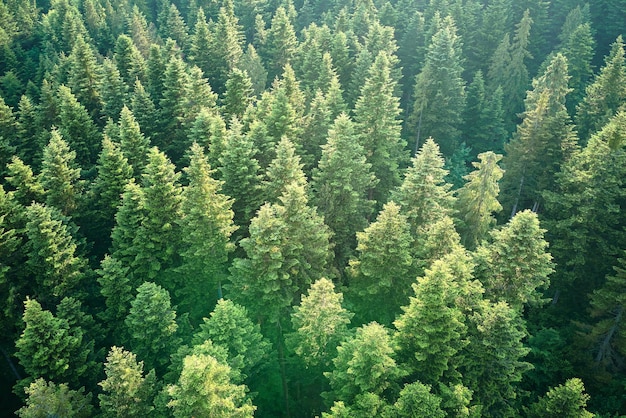 Vista aérea del bosque de pinos verdes con abetos oscuros Paisaje del bosque del norte desde arriba