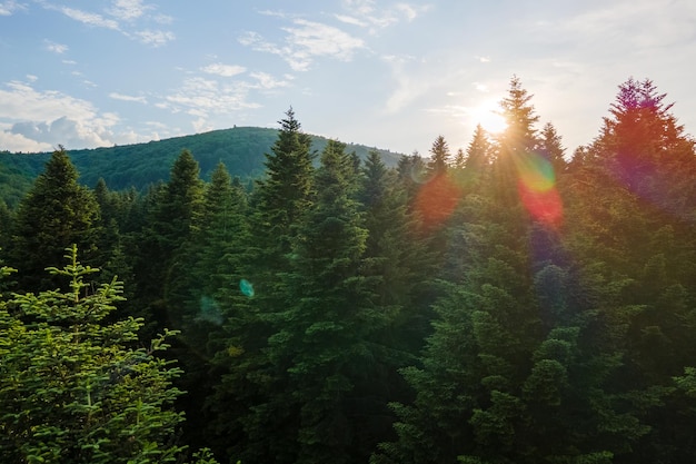 Foto vista aérea del bosque de pinos verdes con abetos oscuros que cubren las colinas montañosas al atardecer paisaje boscoso del norte desde arriba