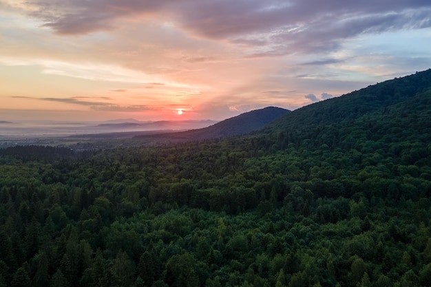 Vista aérea del bosque de pinos verdes con abetos oscuros que cubren las colinas montañosas al atardecer Paisaje boscoso del norte desde arriba