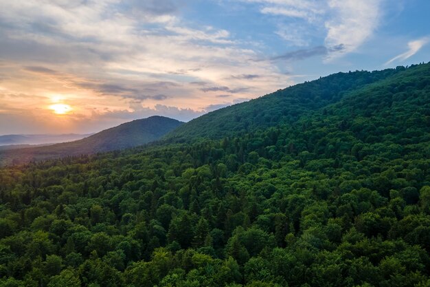 Vista aérea del bosque de pinos verdes con abetos oscuros que cubren las colinas montañosas al atardecer Paisaje boscoso del norte desde arriba