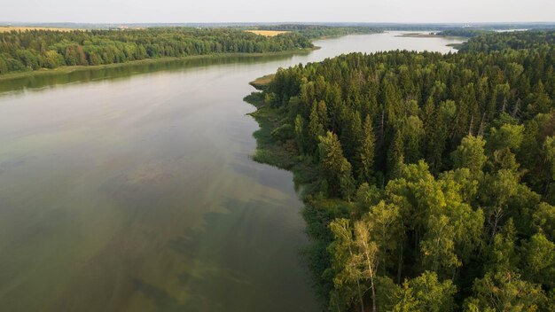 Foto vista aérea de un bosque de pinos verdes y un río que fluye a través de él