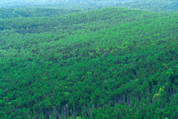 Vista aérea del bosque salvaje en un día nublado