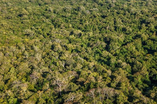 Vista aérea del bosque tropical