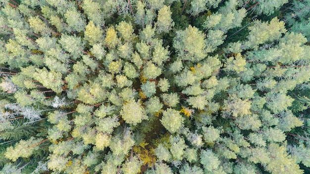 Vista aérea del bosque verde de verano arom arriba Foto tomada con el helicóptero Vista superior