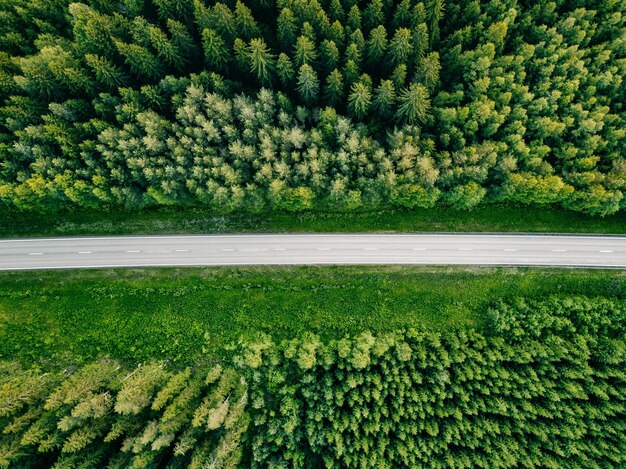 Vista aérea del bosque verde de verano con un camino Capturado desde arriba con un dron