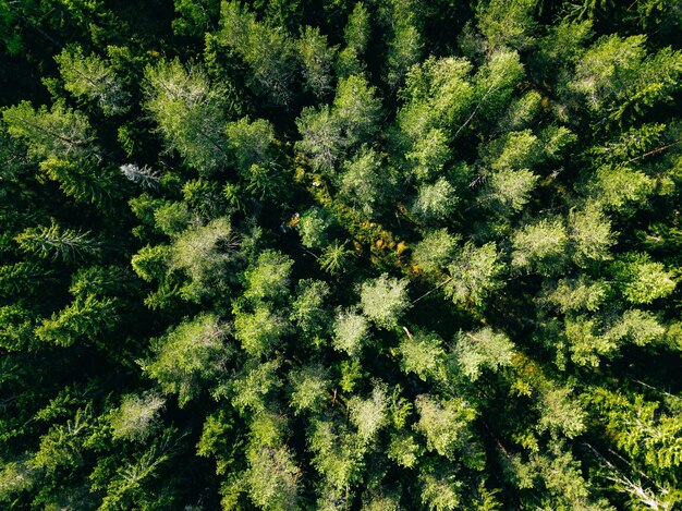 Vista aérea del bosque verde de verano Foto de Drone desde arriba