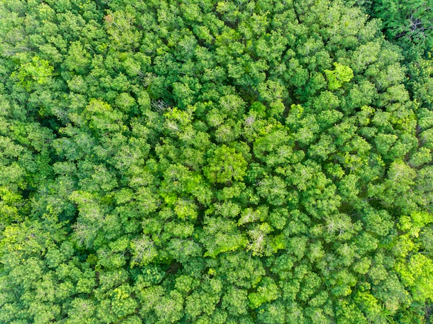 Vista aérea del bosque verde