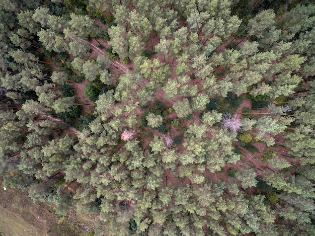 Vista aérea del bosque verde