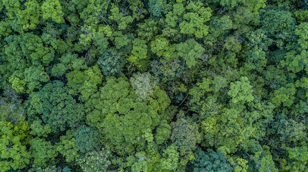 Vista aérea del bosque