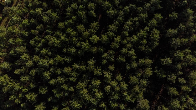 Vista aérea, de, un, bosque