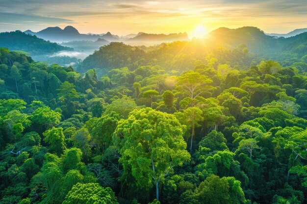 Vista aérea de bosques exuberantes y montañas al amanecer