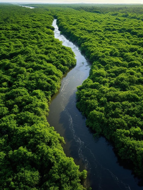 Foto vista aérea de los bosques verdes de manglares