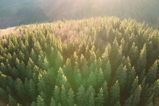 Vista aérea brilhantemente iluminada com luz solar vigas nevoenta floresta escura com pinheiros ao nascer do sol de outono. Floresta selvagem incrível ao amanhecer nublado. Conceito de proteção do meio ambiente e da natureza.