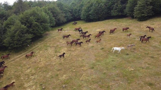 Vista aérea de caballos pastando en pastos