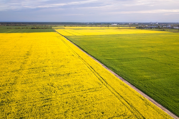 Vista aérea del camino de tierra recta en campos verdes y amarillos con plantas de colza en flor en primavera soleada o día de verano. Fotografía de drones.