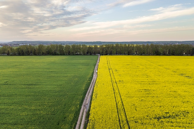 Vista aérea del camino de tierra recta con charcos de lluvia en campos verdes con plantas de colza en flor en el cielo azul copia espacio de fondo. fotografía de drones.