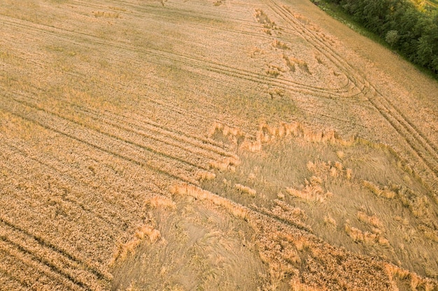 Vista aérea del campo agrícola maduro listo para cosechar con caído roto por cabezas de trigo de viento. Cultivos dañados y concepto de fracaso agrícola.