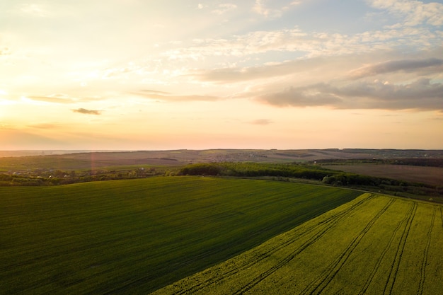 Vista aérea del campo agrícola verde brillante con el cultivo de plantas de colza al atardecer.