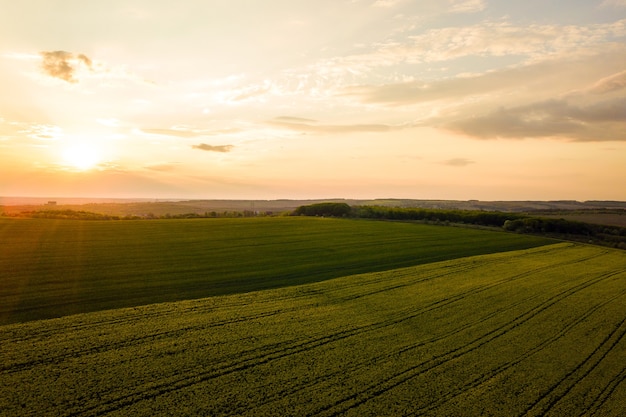 Vista aérea del campo agrícola verde brillante con el cultivo de plantas de colza al atardecer.