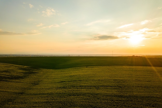 Vista aérea del campo agrícola verde brillante con el cultivo de plantas de colza al atardecer.