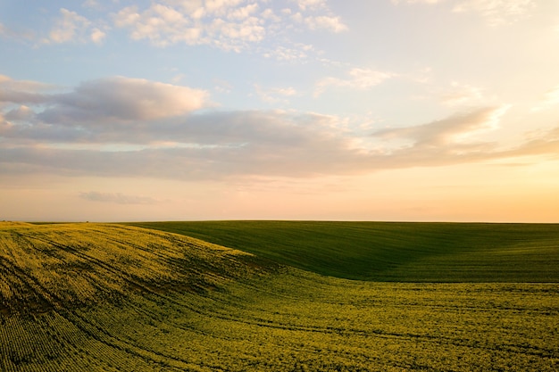 Vista aérea del campo agrícola verde brillante con el cultivo de plantas de colza al atardecer.