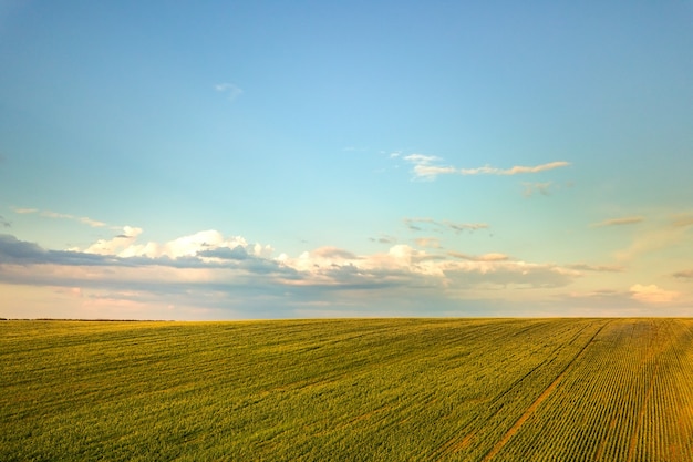 Vista aérea del campo agrícola verde brillante con el cultivo de plantas de colza al atardecer.