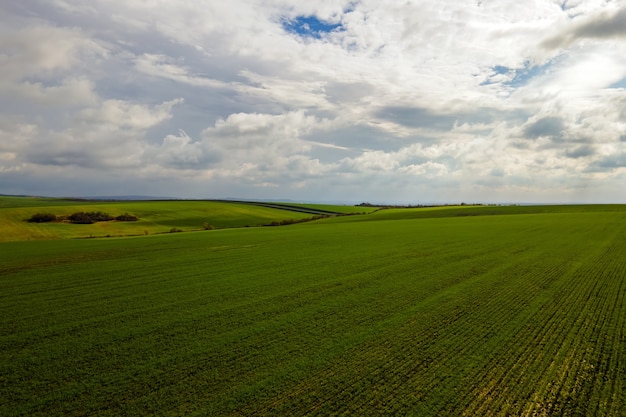 Vista aérea del campo agrícola verde brillante a principios de la primavera.