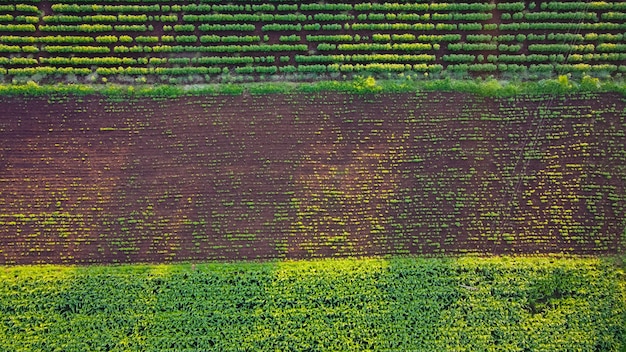 Vista aérea del campo de algodón verde