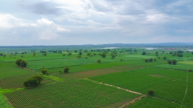 Vista aérea del campo de algodón verde