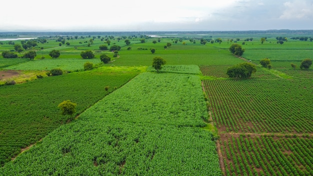 Vista aérea del campo de algodón verde