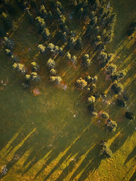 Una vista aérea de un campo con árboles y el sol brillando sobre él