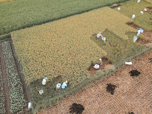 Vista aérea del campo de arroz de cosecha de agricultores juntos