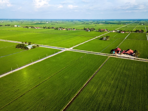 Vista aérea del campo de arroz en Sekinchan Malasia Paisaje agrícola Fotografía aérea