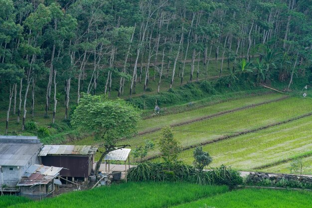 Vista aérea del campo de arroz verde con la casa del granjero cerca del bosque en Indonesia