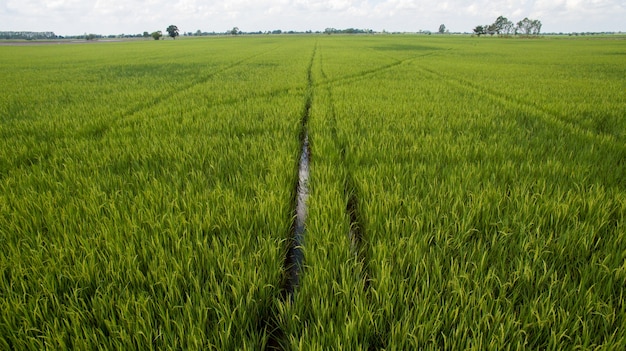 Vista aérea del campo de arroz