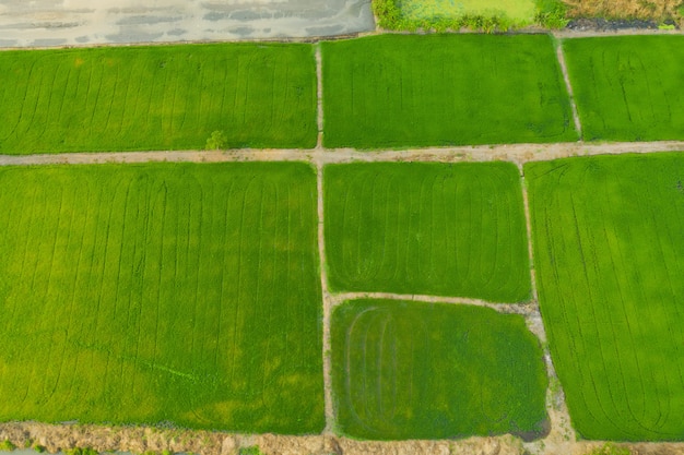 Vista aérea del campo de arroz