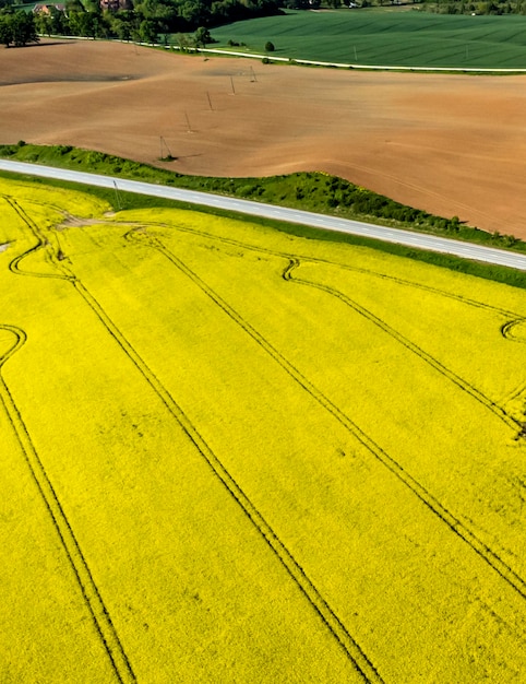 Vista aérea de un campo de colza Cultivo de colza canola colza colza