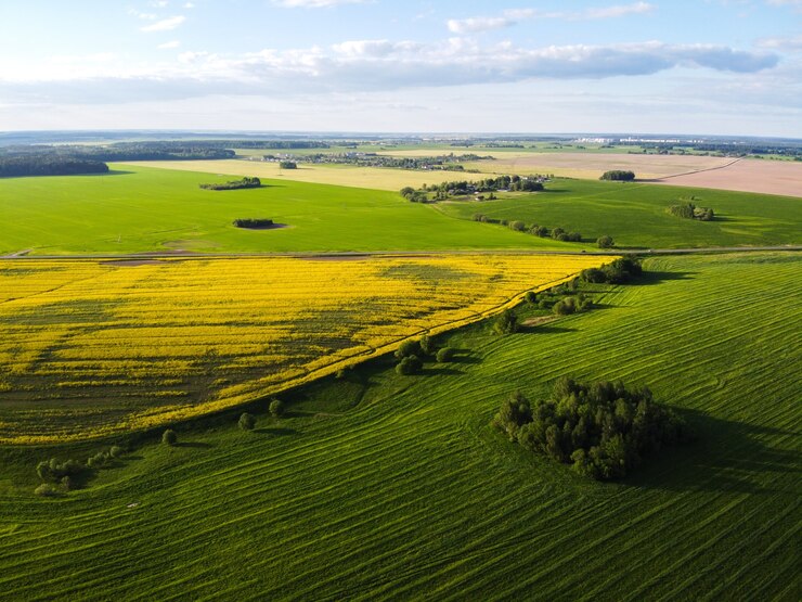 Vista aérea del campo de colza con flores amarillas y carretera