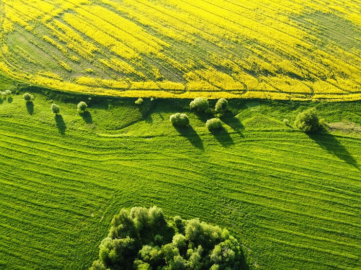 Vista aérea del campo de colza con flores amarillas en flor