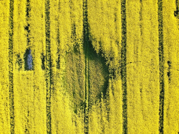 Vista aérea del campo de colza con flores amarillas en flor