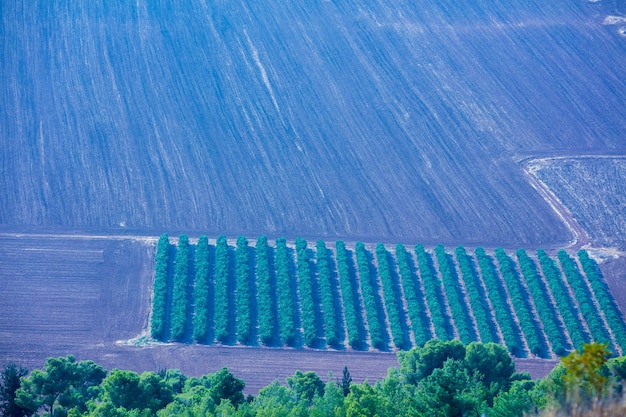 Vista aérea del campo cultivable y la plantación de olivos.