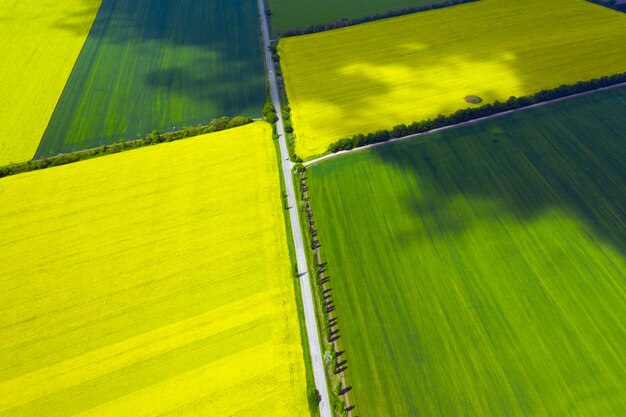 Foto vista aérea campo de colza em flor amarelo