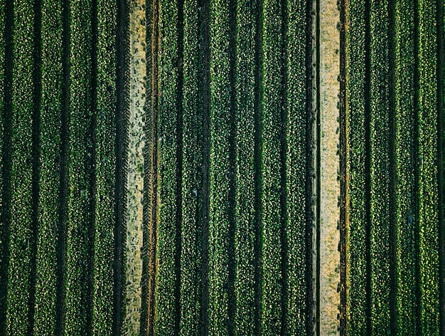 Vista aérea del campo de filas de repollo en el paisaje agrícola en Finlandia