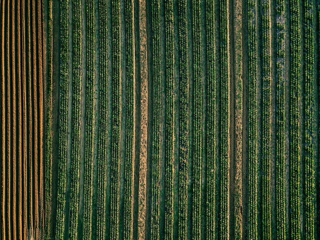 Vista aérea del campo de filas de repollo en el paisaje agrícola en Finlandia