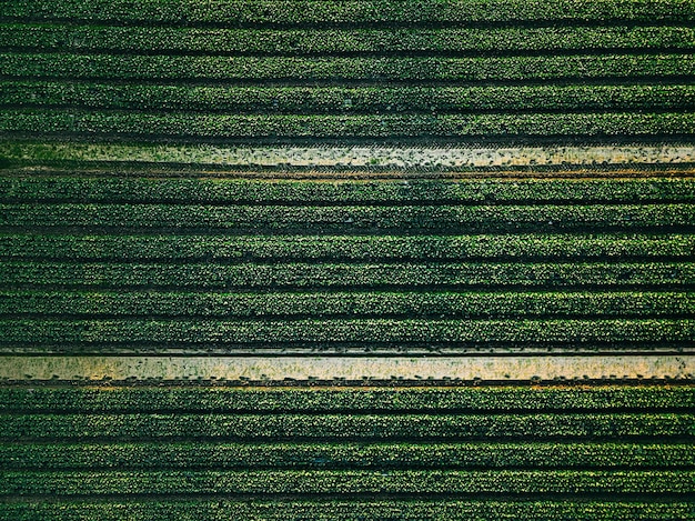 Vista aérea del campo de filas de repollo en el paisaje agrícola en Finlandia