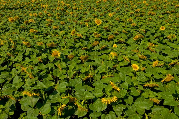 Vista aérea del campo de girasoles.